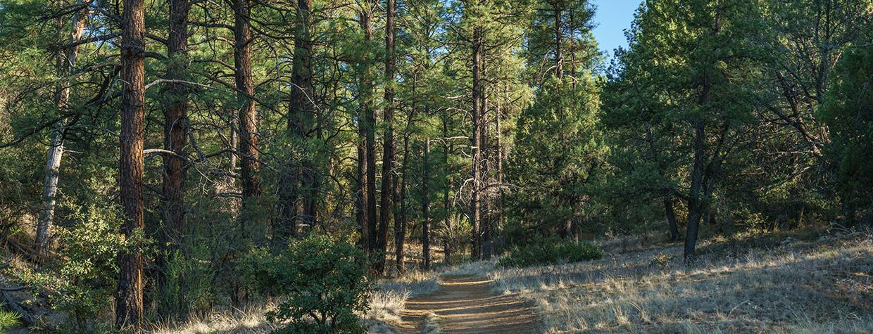 Tall ponderosa pines cast long shadows on the Salida Gulch Trail. Photograph by Laurence Parent.