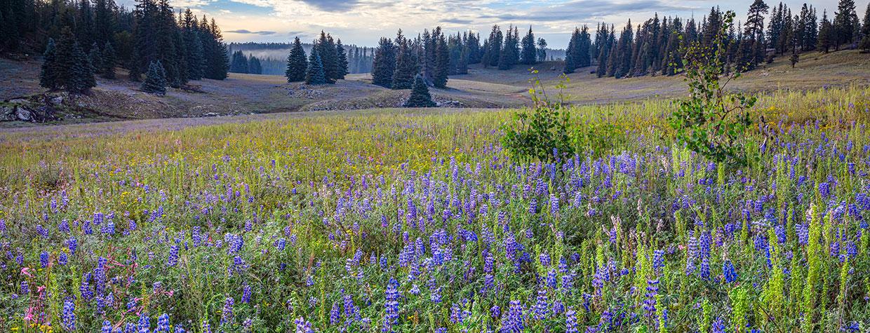 Lupines and other summer wildflowers grow in a meadow along the road to Point Sublime, an overlook on the Grand Canyon’s North Rim. The 17-mile road requires a high-clearance vehicle. LAURA ZIRINO
