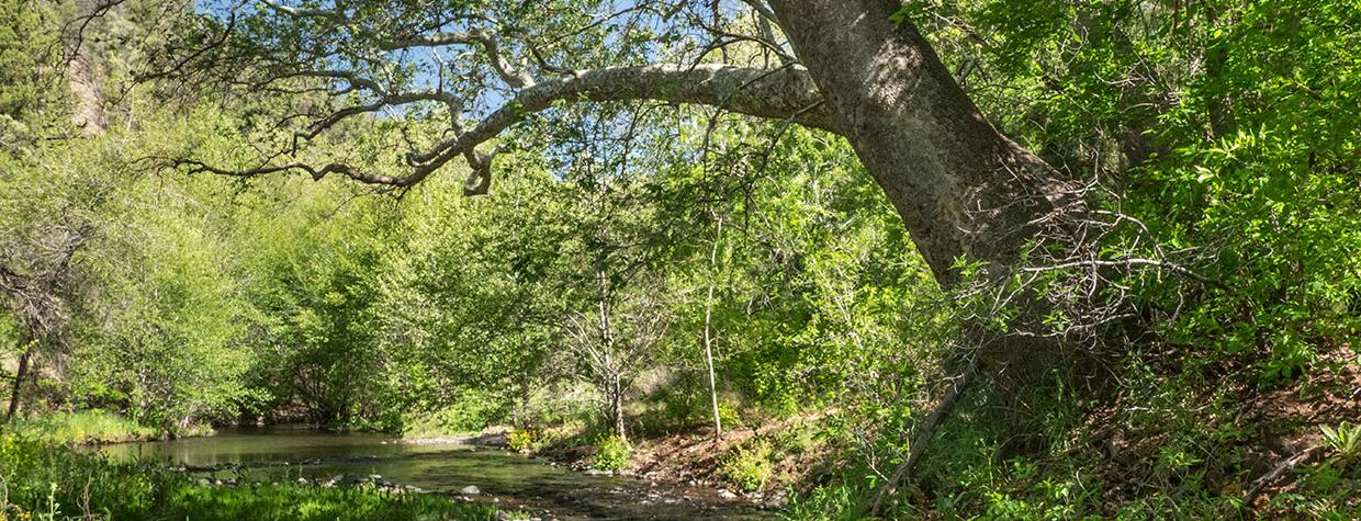 Eagle Creek flows through one of several riparian areas along Upper Eagle Creek Road.  By Paul Gill