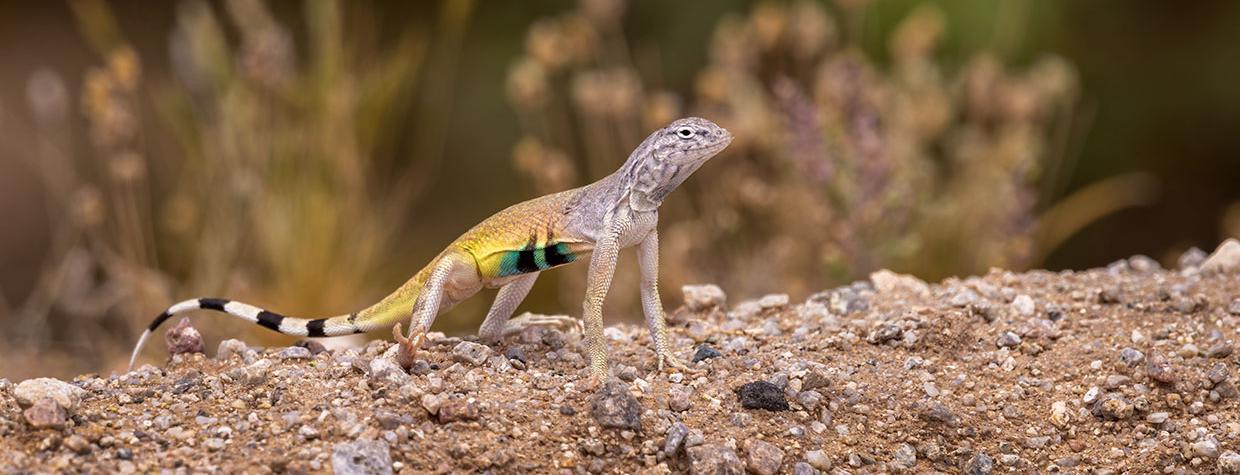 Zebra-Tailed Lizard doing "push-up" on a dirt bank. By Bruce D. Taubert