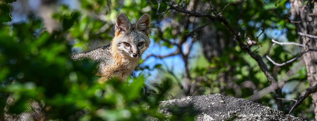 Gray fox on a rock in daytime looking through foliage. By Anne James