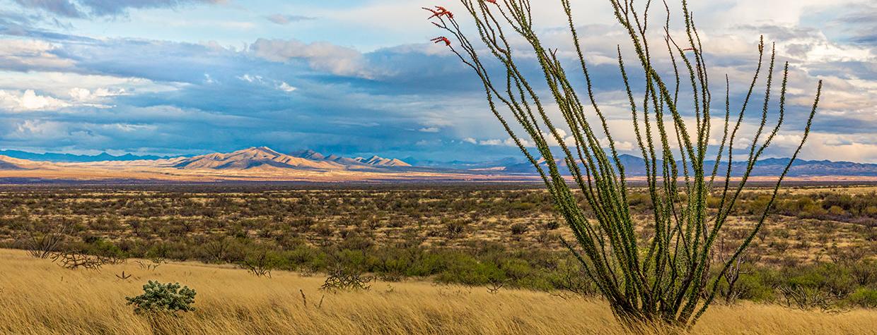 A blooming ocotillo and other desert plants thrive in the sprawling landscape of the Altar Valley. The valley’s watershed covers about 1,000 square miles of Southern Arizona. Jeff Maltzman