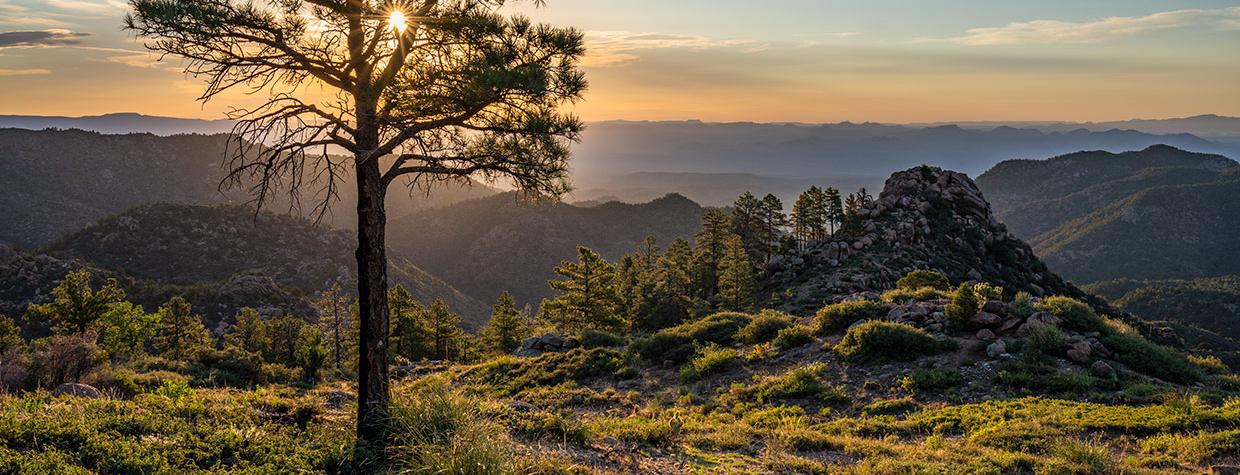 Evergreens punctuate a panorama  of the Hualapai Mountains at sunrise. By Laurence Parent