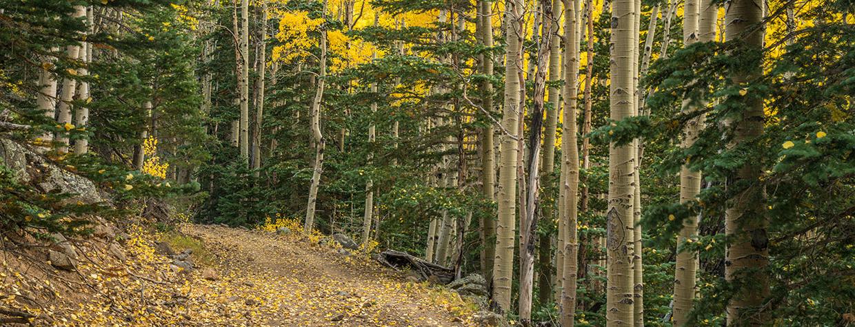 Aspen leaves litter the trail through a green and gold forest. By Laurence Parent