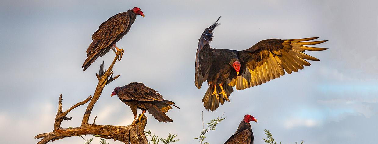 Three turkey vultures perched on a mesquite tree while a fourth lands. By Byron Nelsen
