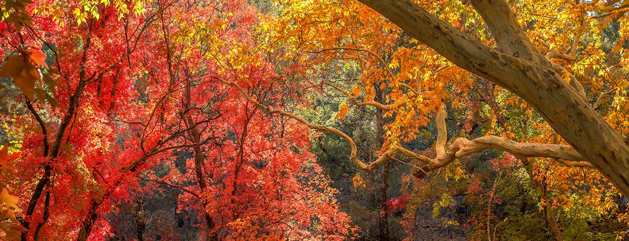 The mottled bark of an Arizona sycamore frames vibrant maple leaves in the Miller Peak Wilderness, part of the Huachuca Mountains of Southern Arizona. By Norma Jean Gargasz