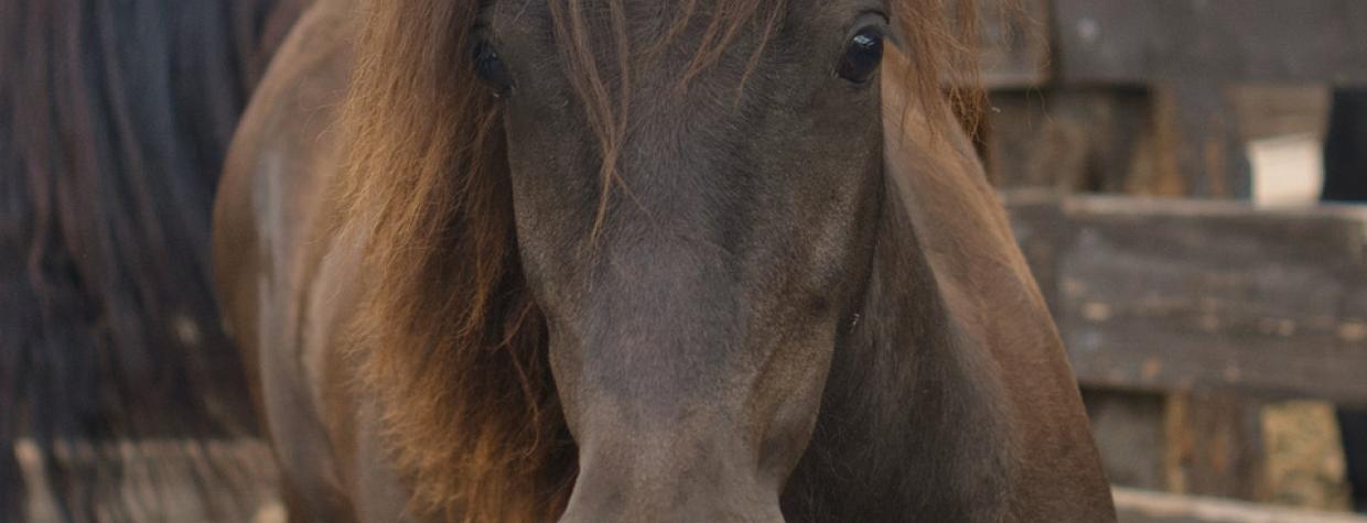 A new baby horse looks head on at the camera. It is brown with a brown mane and no blaze. 