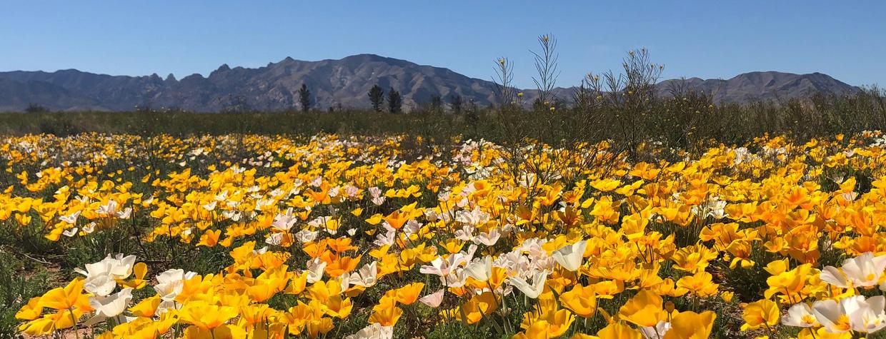Foreground of gold and white Mexican poppies with mountain backdrop under cloudless blue sky. Cochise County