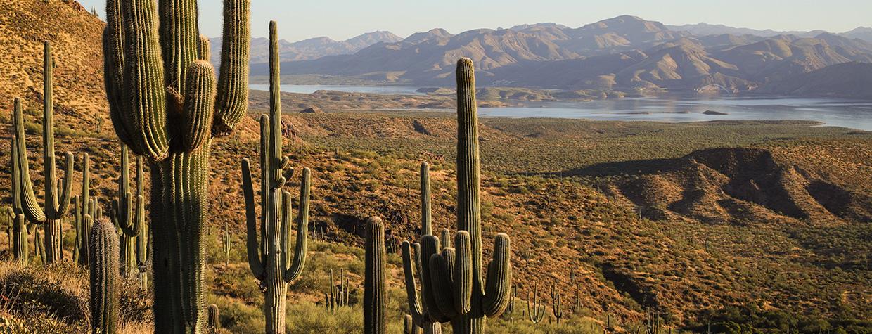 Theodore Roosevelt Lake forms a backdrop for healthy saguaro cactuses along A-Cross Road. By Eric Heaton