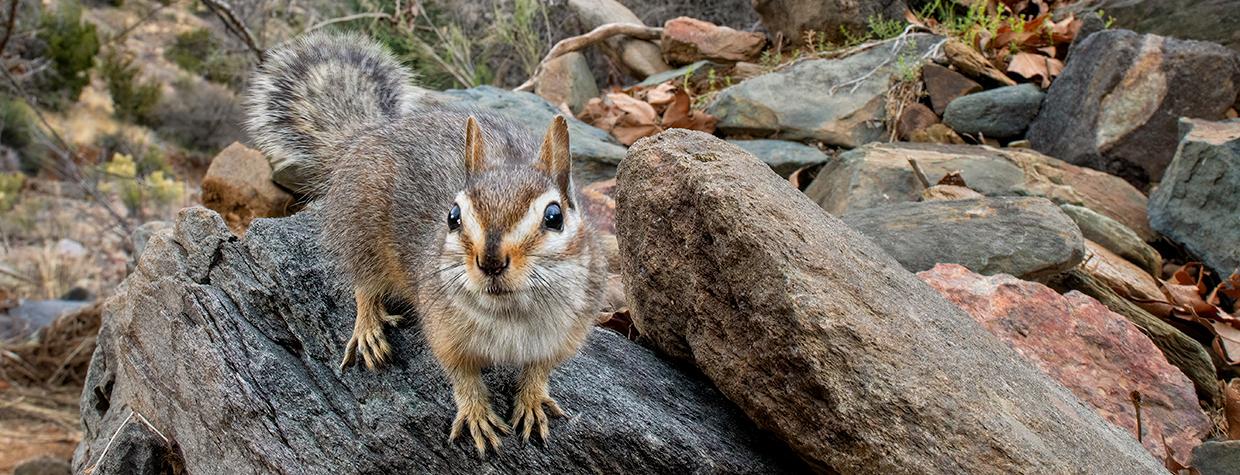 Cliff chipmunk posing on a rock and looking towards camera. By Bruce D. Taubert