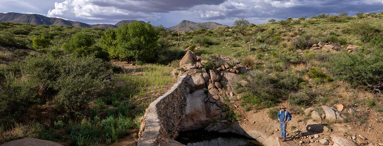 Josiah Austin, owner of the Cienega Ranch in Southeastern Arizona, stands below one of the many check dams he and his employees have constructed on the ranch. In this instance, water retained by the dam has allowed Arizona ash trees and other vegetation to flourish above it.