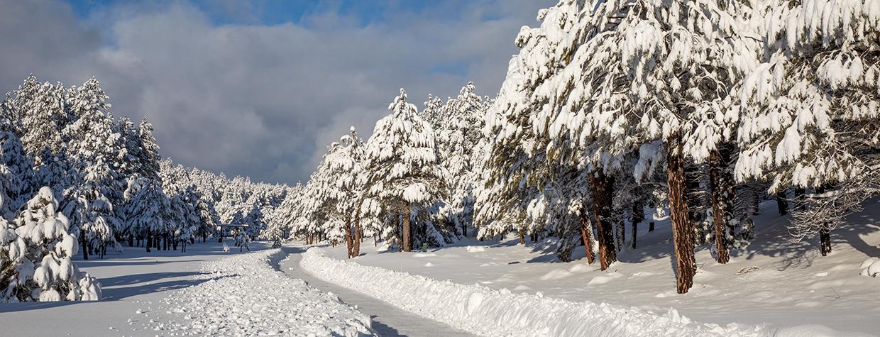 Heavy snow lines a forest road north of the Flagstaff area’s Lake Mary Road. By Tom Bean