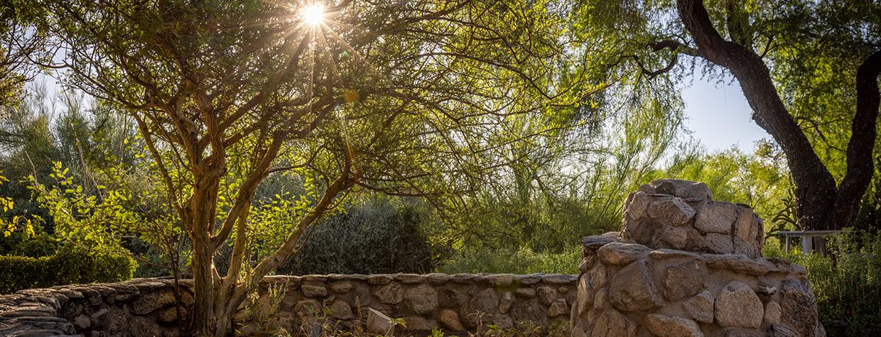 The sun shines through mesquite and palo verde trees in front of a stone wall at Tohono Chul. By Eirini Pajak