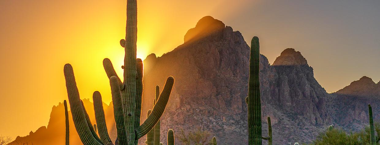 The setting sun casts a golden glow behind rocky peaks with saguaros in the foreground at Ironwood Forest National Monument. By Norma Jean Gargasz