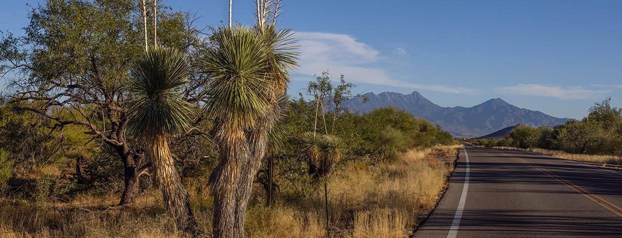 Distant mountain ranges and roadside yuccas define a view along Mission Road. By Eirini Pajak