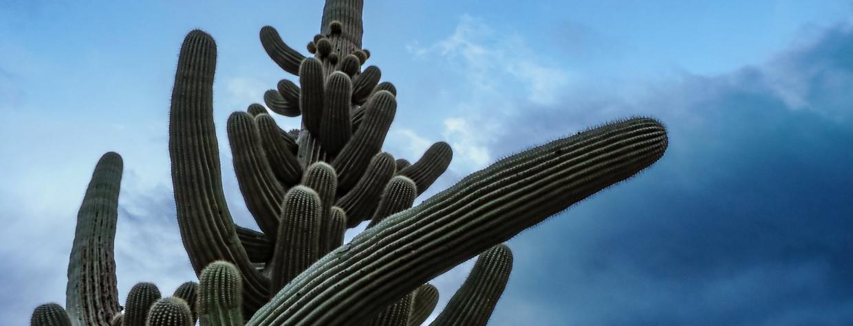 The top of an 80-armed saguaro cactus near marana, Arizona is pictured.
