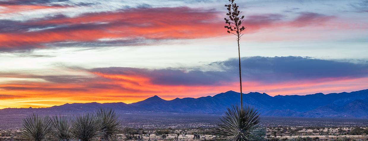 A yucca stalk punctuates a sunrise panorama to the northeast from Willow Springs Road. By Jeff Maltzman