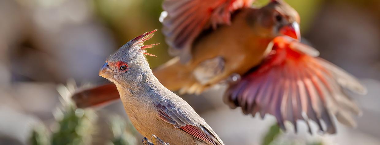 A female pyrrhuloxia perches in the foreground as a female cardinal prepares to land in the background. By Jack Dykinga