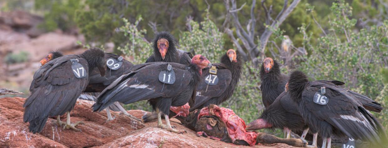 California condors scavenging