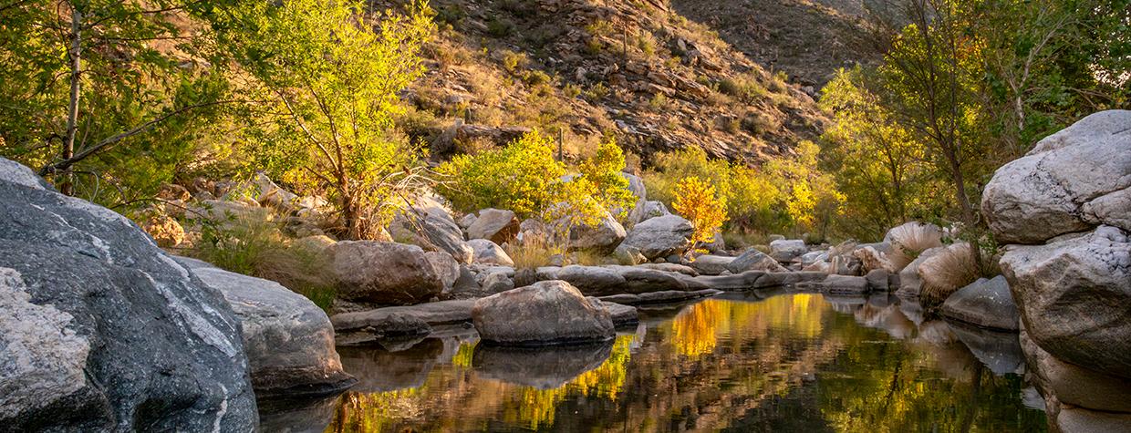 A placid pool mirrors rocks, vegetation and saguaro-studded slopes along the Sabino Canyon Trail. By Jeff Maltzman