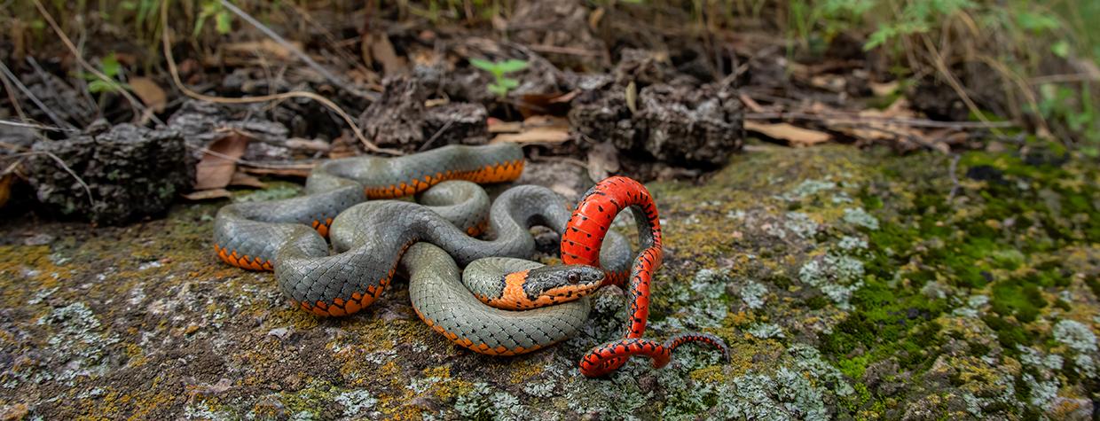 A mostly gray snake with red and orange is curled upon itself in a grassy and lichen environment. By Bruce Taubert