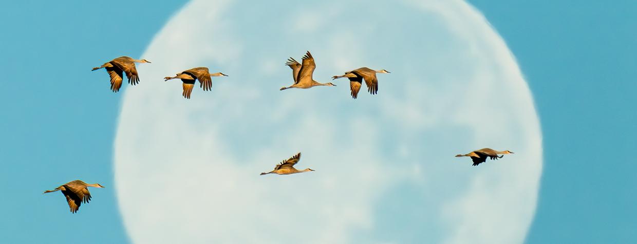 Sunrise illuminates a group of seven cranes as they fly in front of the full moon. By Jack Dykinga