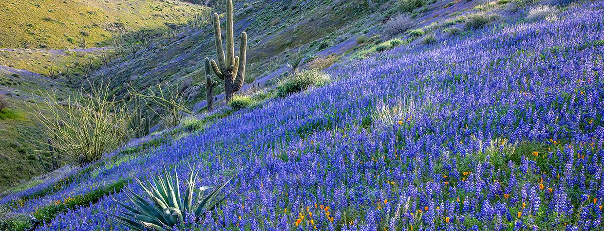 Countless lupines and a smattering of Mexican goldpoppies surround agaves, ocotillos and saguaro cactuses on the side of King’s Crown Peak,  near Superior. According to the U.S. Geological Survey, the peak was named by miners who felt the nearby Silver King Mine deserved a crown. By Paul Gill
