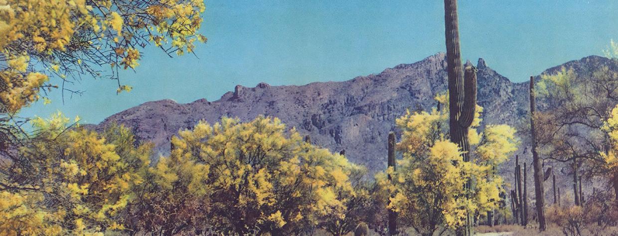 Paloverde trees and saguaro cactuses display their spring blossoms beneath rocky peaks in the Sonoran Desert. The photos accompanying this essay are from the 1940s, when the essay first appeared in Arizona Highways. | Tad Nichols