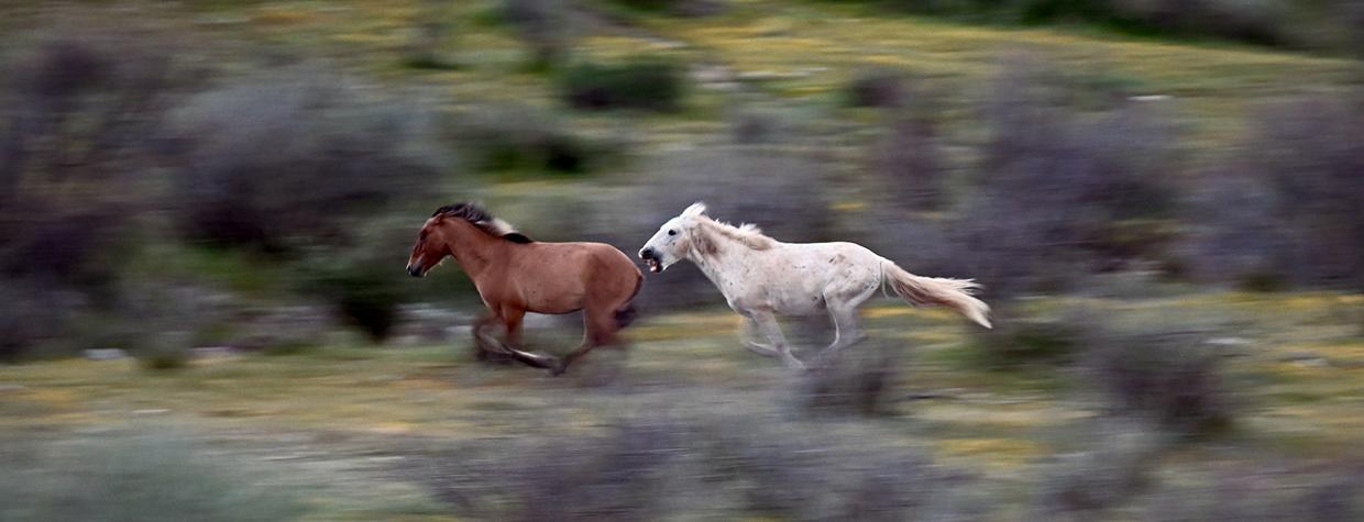 A white horse chases a brown horse at top speed through a green and scrubby setting, getting close enough to bite. By Jessica Finnie