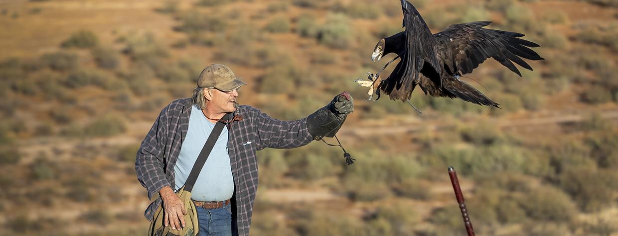 Jerry Ostwinkle offers a treat to a golden eagle approaching to perch on his arm. By Bruce D. Taubert