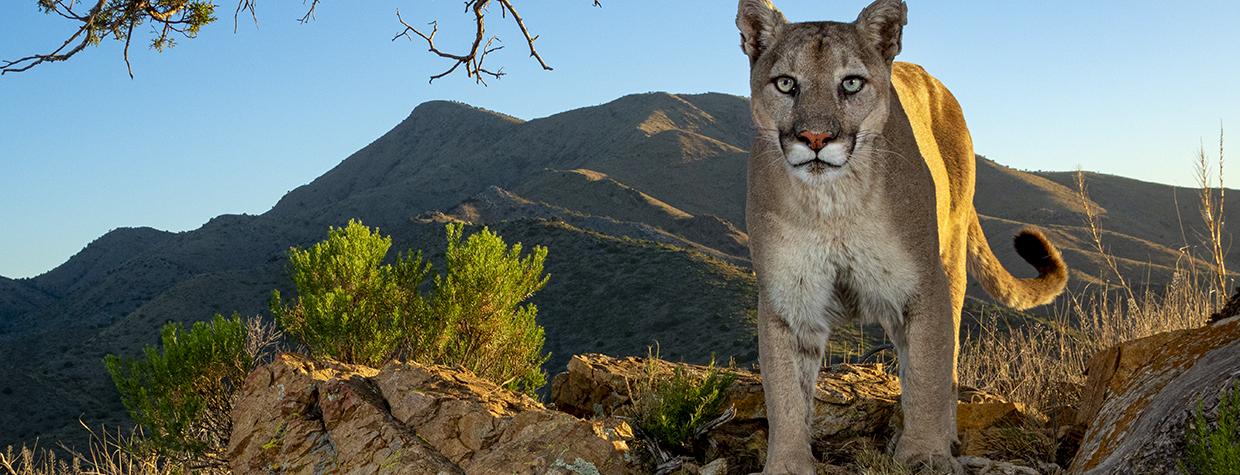 A mountain lion looks at the camera from several feet away in a desert scrub environment under a mesquite tree with mountains in the background. By Bruce D. Taubert