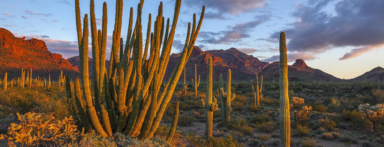 Late-afternoon light illuminates the Ajo Range, saguaros and one of the namesakes of Organ Pipe Cactus National Monument. | George Stocking