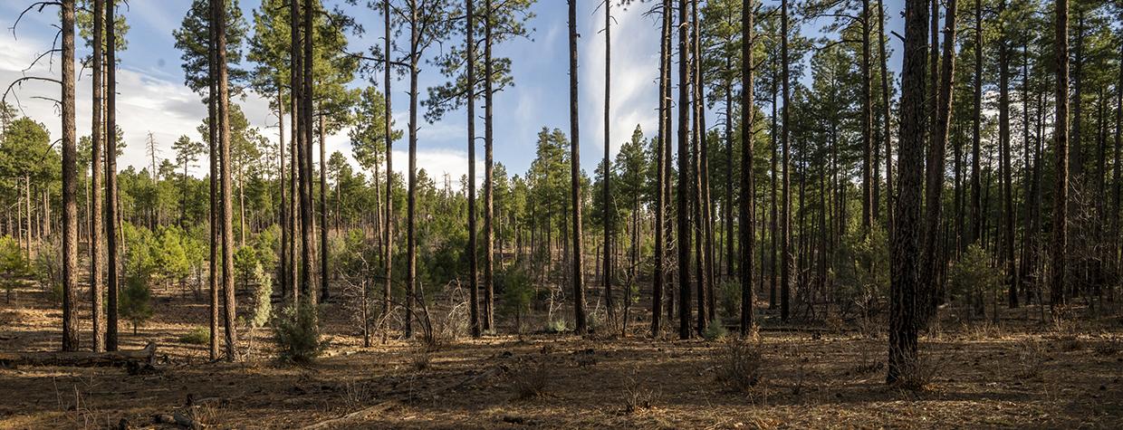 Tall ponderosa pines, such as these along Forest Road 130, form much of the scenery on the Pinedale Loop. | Anne Janes