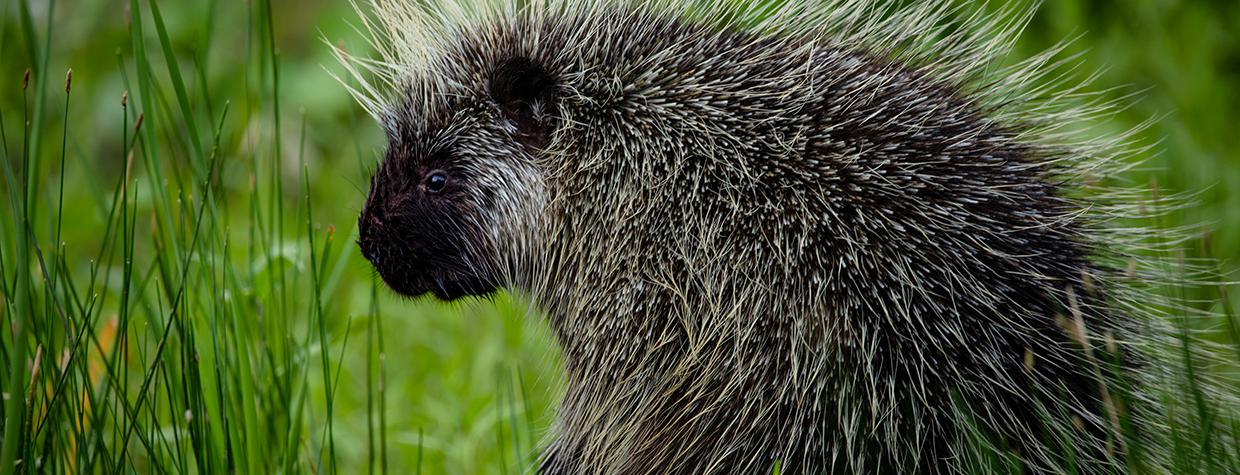 Porcupine in green grass by Michael Wilson