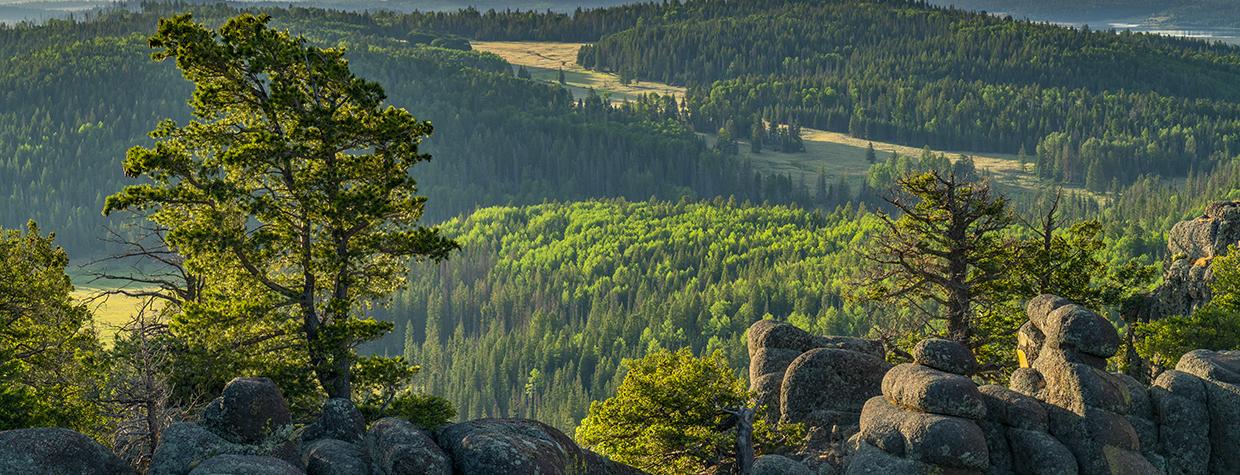 A rolling sea of evergreens stretches to the horizon in a view from the White Mountains’ East Baldy Trail. This challenging hiking route is one of two that ascend Mount Baldy, the highest peak in the White Mountains. By Laurence Parent
