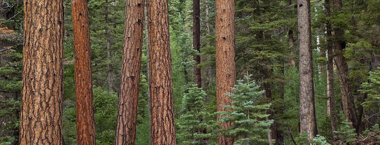 Reddish ponderosa pine trunks contrast with green pine, spruce and Douglas-fir needles on the Kaibab Plateau, north of the Grand Canyon. Featuring elevations of up to 9,200 feet, the Kaibab Plateau is known for mild summers and snowy winters. By Tom Bean