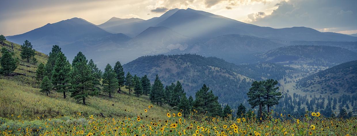 The San Francisco Peaks, Arizona’s highest mountains, loom over a hillside of evergreens and wildflowers at sunset. The Peaks are sacred to several of Arizona’s tribes, adding deeper meaning to an effort to rename one of the summits. By Michael Wilson