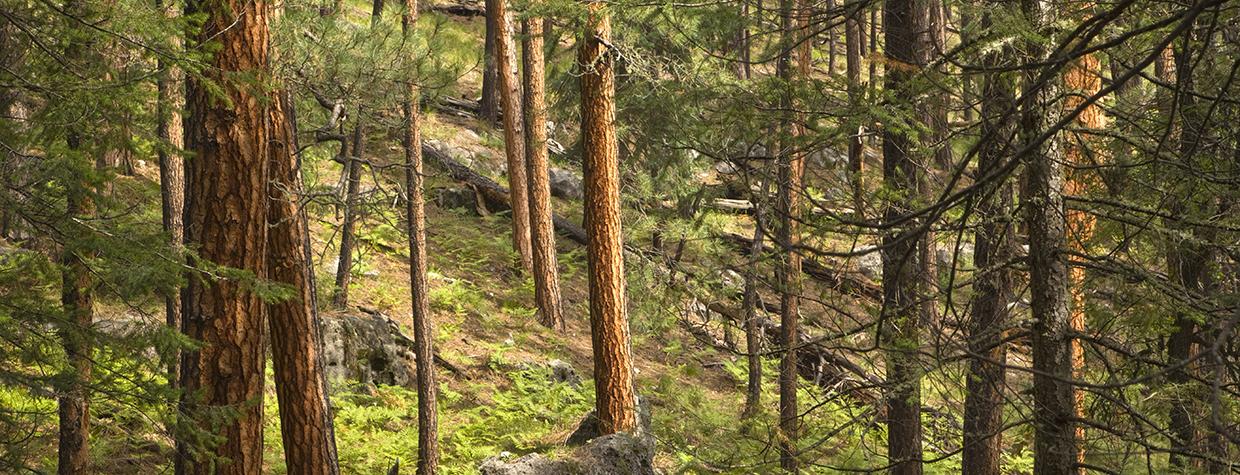 A healthy ponderosa pine forest near Aspen Springs is among the rewards for those who tackle the Houston Brothers Trail. By Tom Bean