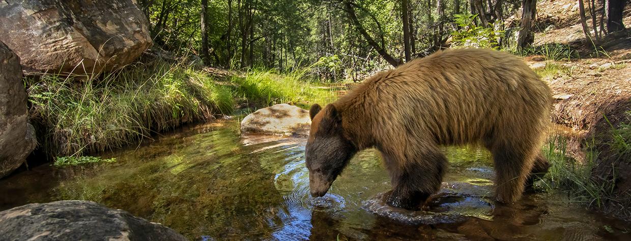 A black bear drinks from a stream in a woodsy Arizona setting. By Bruce D. Taubert