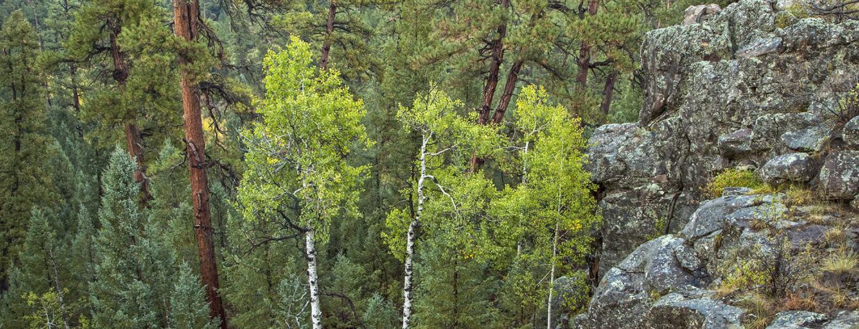 Aspens mingle with ponderosa pines in Sandys Canyon, a scenic hiking destination southeast of Flagstaff. This view is from an overlook west of Canyon Vista Campground, which is just off Lake Mary Road (Forest Highway 3). By Tom Bean