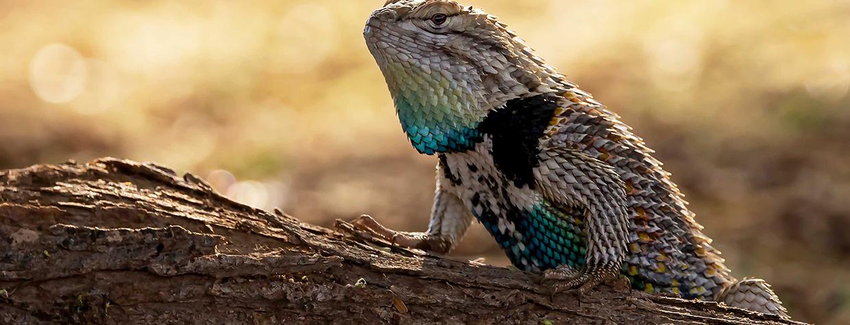 2024 Wildlife photo contest winning submission of a desert spiny lizard. By Randi Najac 