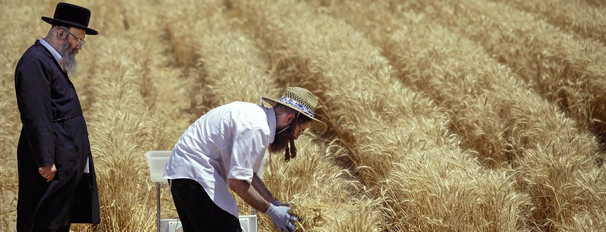 A Hasidic rabbi watches as workers harvest wheat on a farm outside Yuma. The wheat must meet a series of strict qualifications to be certified kosher. | Joshua Lott
