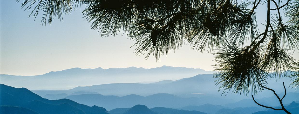The evergreens of Eastern Arizona’s Blue Range Primitive Area frame a view of New Mexico’s Blue Range Wilderness to the east. While New Mexico’s portion of the Blue Range has received wilderness protection, Arizona’s remains a primitive area — the last such area in the U.S.  | JACK DYKINGA