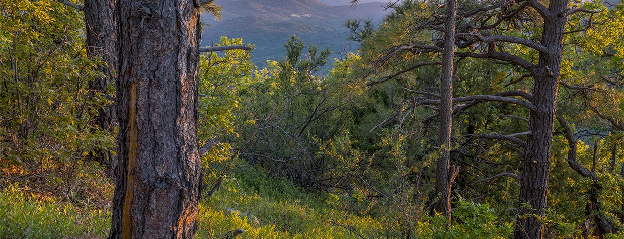 Ponderosa pine trunks flank a view to the southwest from the West Spruce Mountain Trail. By Laurence Parent
