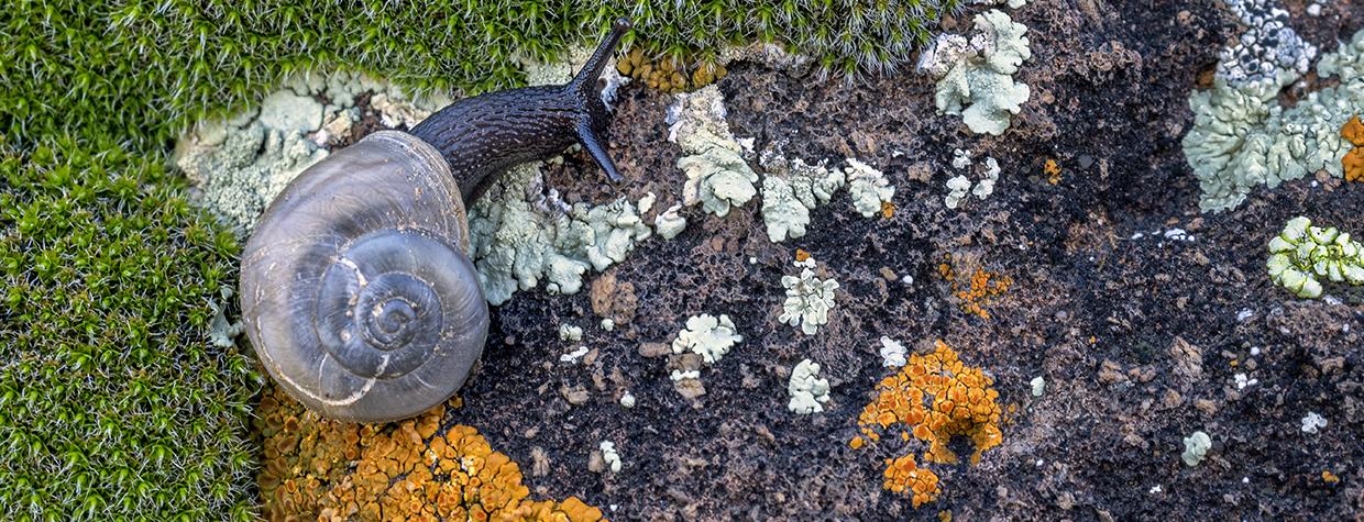 A phoenix talussnail is shown as large black snail with a large spiral-shaped shell in a green, orange, brown and white environment.