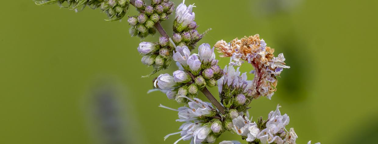 A close-up of a light purple flower cluster against a green background reveals a camouflaged caterpillar with subtle orange hues. By Bruce D. Taubert