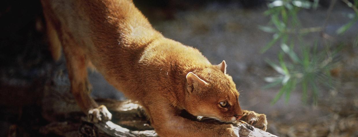 A jaguarundi perches on a tree trunk. Despite their name, jaguarundis are in the same genus as mountain lions, not jaguars. | iStock