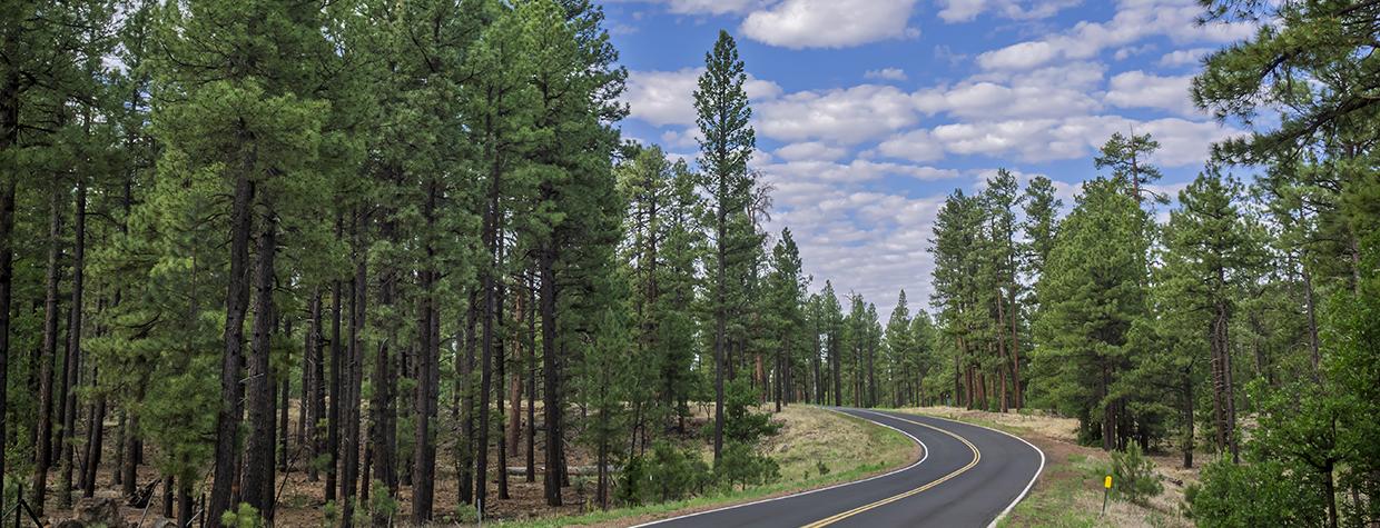 Sky-Hi Road winds through a stand of healthy ponderosa pines in the Pinetop-Lakeside area. By Rusty Childress