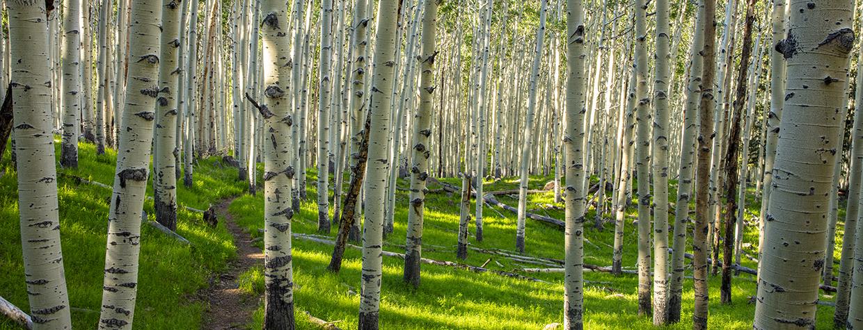 The Inner Basin Trail curls through a stand of aspens in late-afternoon light. By Joel Hazelton