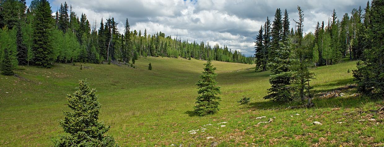 Evergreens surround one of the Kaibab Plateau’s many expansive meadows as monsoon clouds gather in the sky. Such meadows are ideal for spotting the plateau’s wildlife, which includes mule deer, pronghorns and a non-native herd of bison. By Shane McDermott